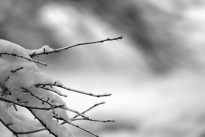 Winterbild mit Schnee auf Zweigen