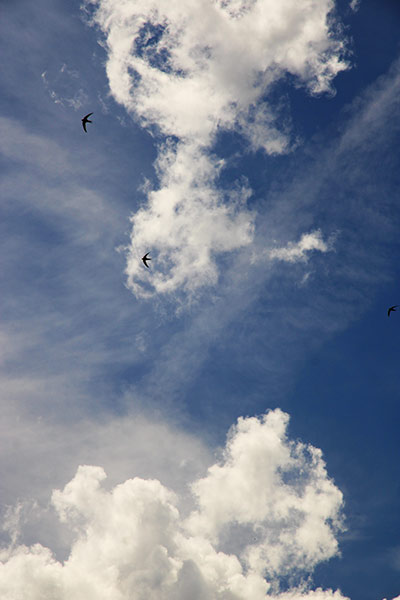 Naturfoto mit Wolken und Vögeln am blauen Himmel