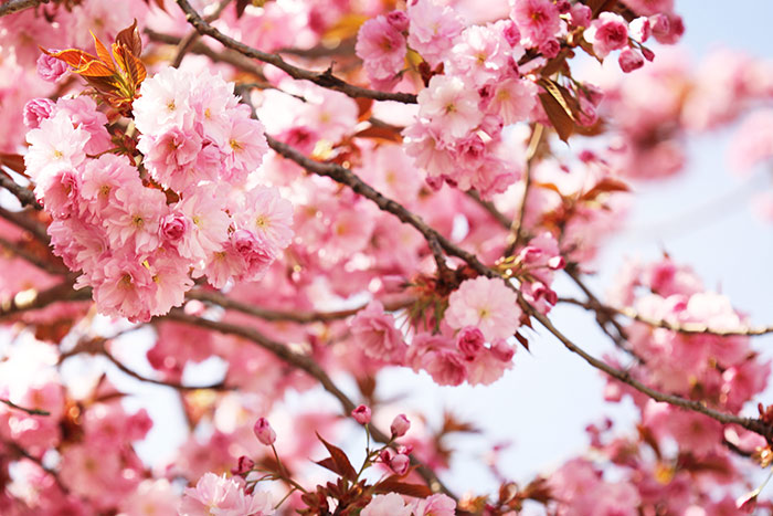 Naturfoto mit rosa Blüten von japanischem Kirschbaum
