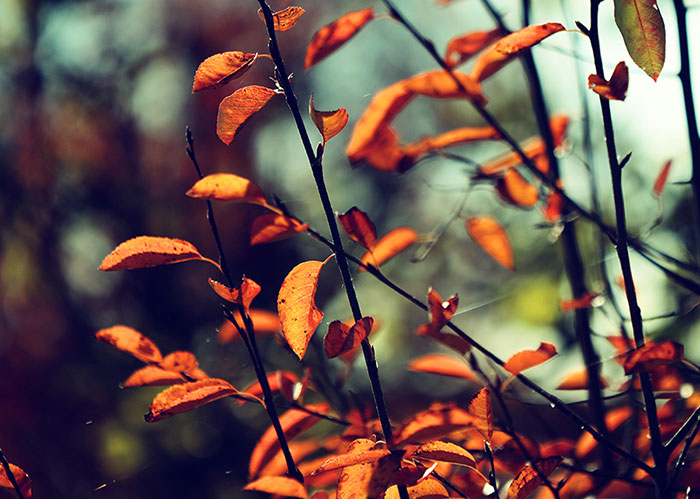 Naturfoto mit leuchtend orange-goldenen Blättern an Busch mit türkisfarbenem Himmelhintergrund