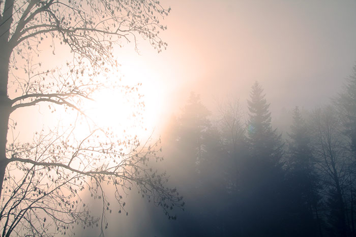 Naturfoto Sonnenlicht scheint orangerot durch Nebel, Bäume und Tannen