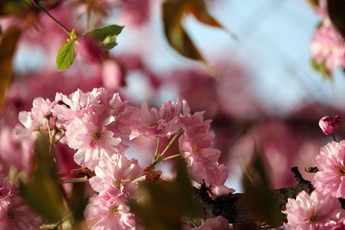 naturfoto mit Blütenzweig voller rosa Blüten