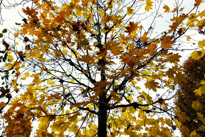 Baum mit gelben Blättern von unten