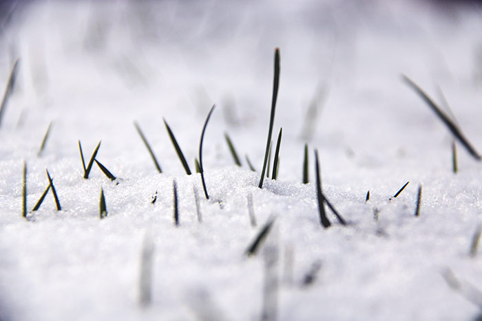 Schneefeld gespickt mit Grashalmen