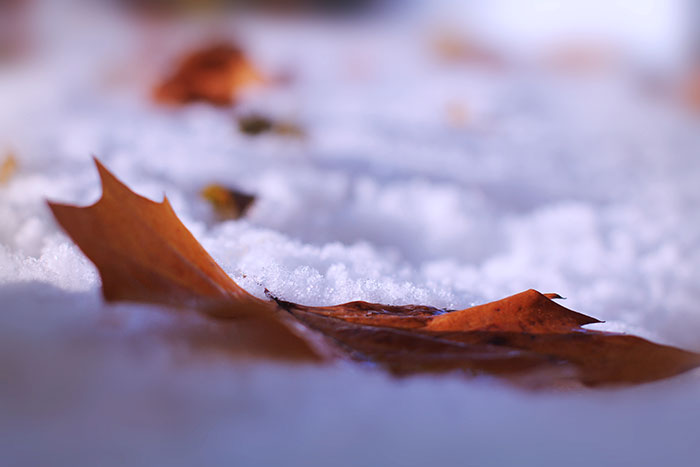 Herbstblatt im ersten Schnee