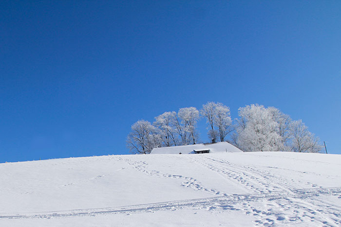 Hügel mit Schneespuren, schneebedeckten Bäumen und Haus