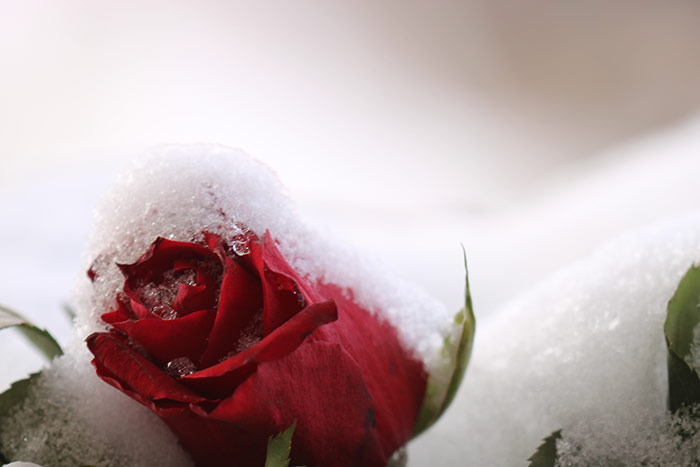 Rote Rose mit Schnee