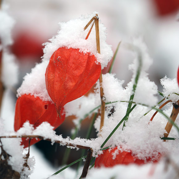 Naturfoto mit Schnee auf roten Lampionblumen